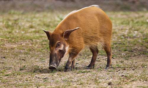 red river hog