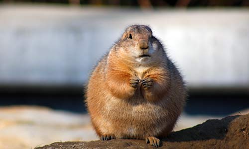 prairie dog eating