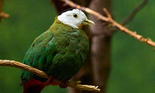 black-naped fruit dove
