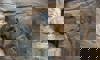 rock hyrax