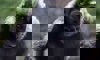 western lowland gorilla