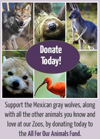 Donate Today - Support the Mexican gray wolves, along with all the other animals you know and love at our Zoos, by donating today to the All For Our Animals Fund.