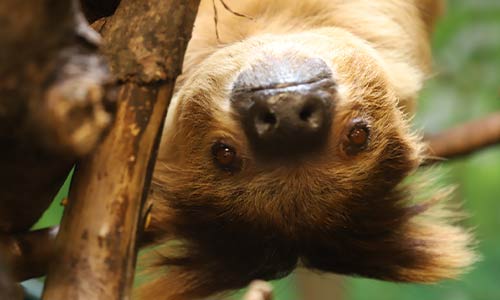 sloth