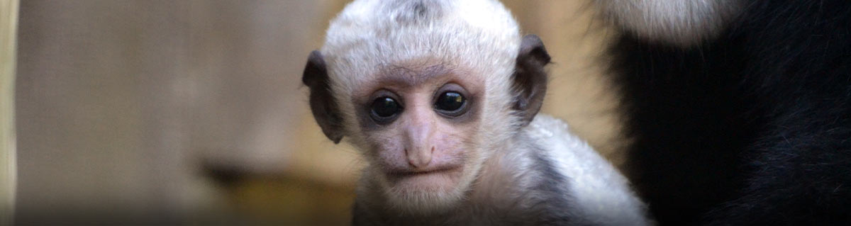 colobus monkey baby