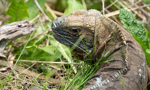 Jamaican iguana