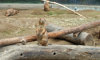 prairie dog among branches