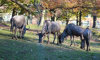 wildebeest