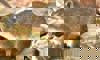 rock hyrax