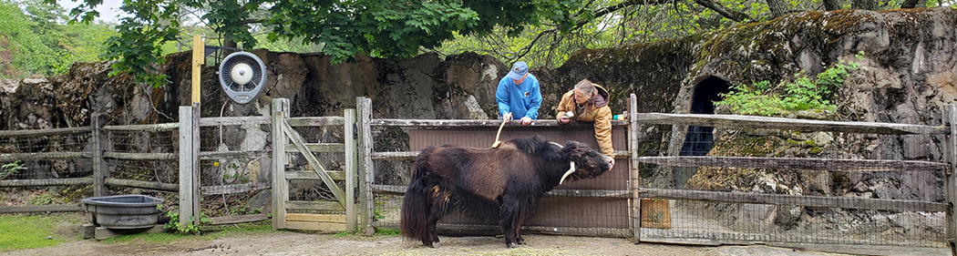 Bill gives Sengi the yak a scratch on the neck