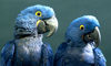 hyacinth macaw