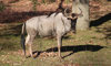 wildebeest