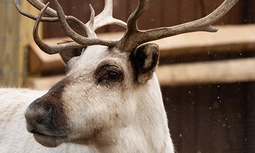 reindeer