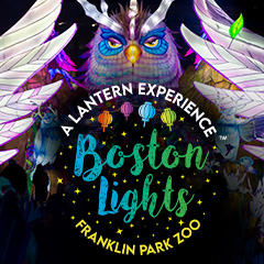Bostonlights Owl Box