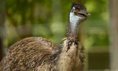 emu