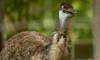 emu