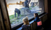 gorillas and guests