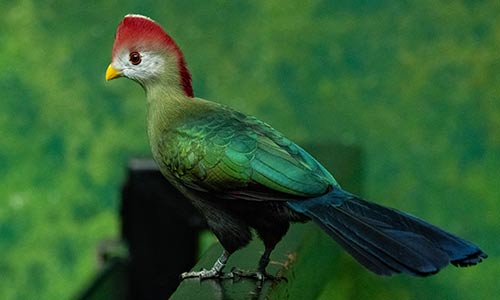 red-crested turaco