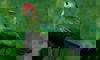 red-crested turaco