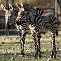 zebra foals