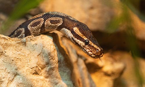 anaconda