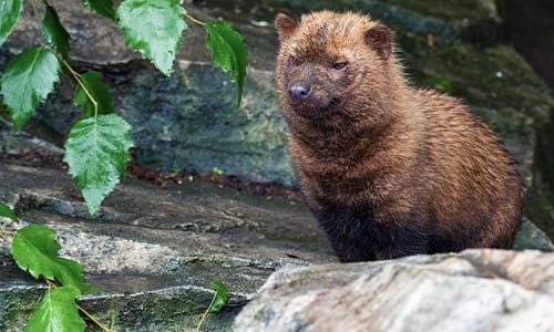 bush dog