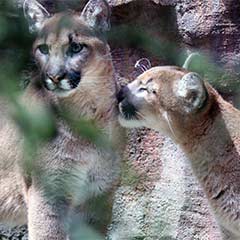 cougar sisters