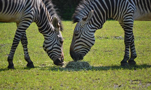 Hartmann’s Mountain Zebra