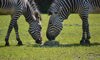 Hartmann’s Mountain Zebra