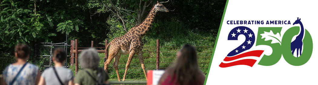 guests watching a giraffe with "America 250" logo superimposed