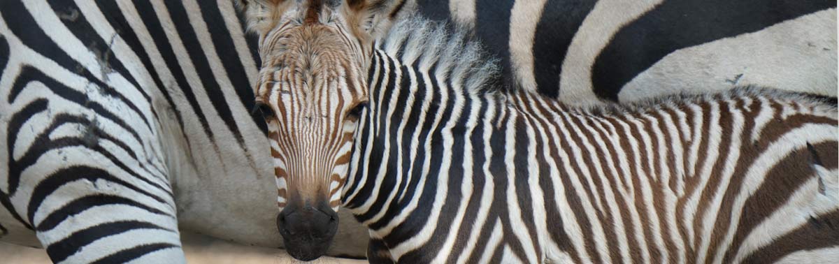 Zebra foal