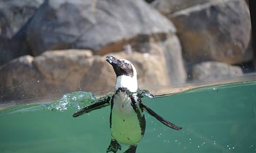 African penguin swimming