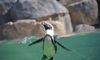 African penguin swimming