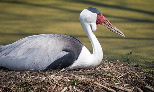 wattled crane