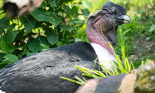 Andean condor