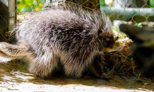 North American porcupine