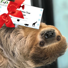 sloth with gift certificate for Sloth Experience