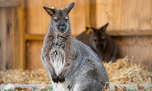 wallaby
