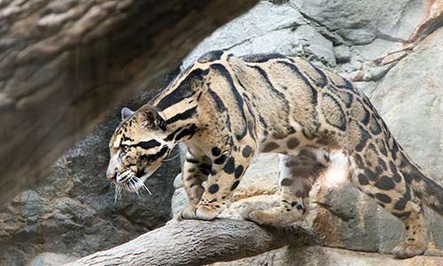 clouded leopard