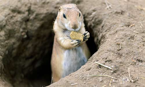 prairie dog popping up from hole with a treat