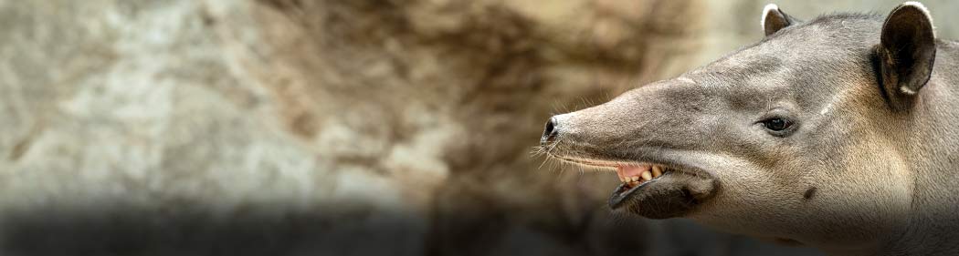 Baird's tapir