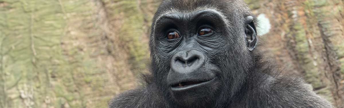 western lowland gorilla, Pablo
