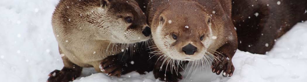 otters in the snow