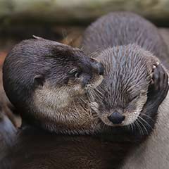 otters grooming