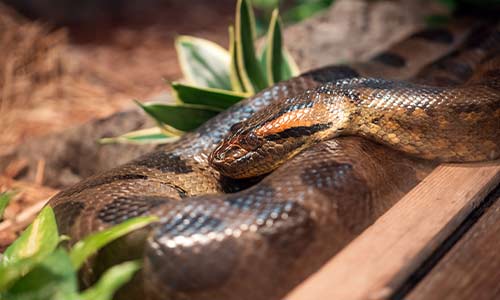 green anaconda