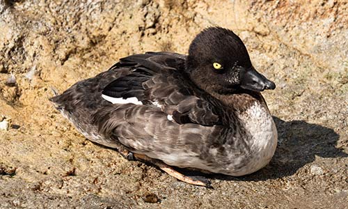 Barrow's goldeneye