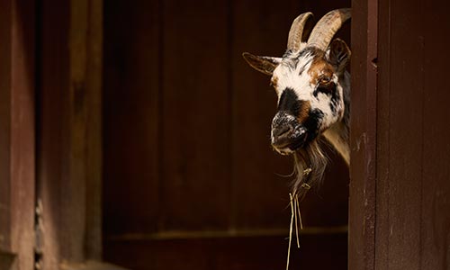 Nigerian dwarf goat peeking out from inside barn