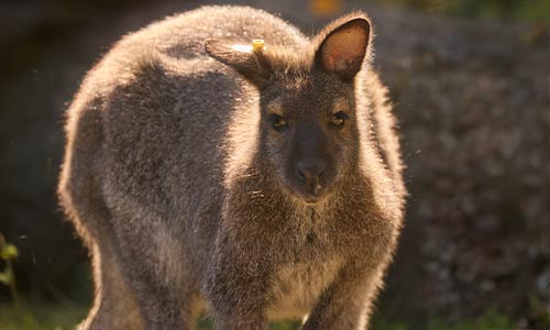 wallaby in teh sunshine