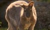 wallaby in teh sunshine