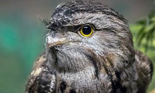 tawny frogmouth