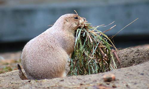 prairie dog stuffing hay in its mouth
